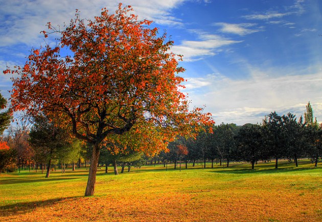 Árbol emprendedor - mprende.es